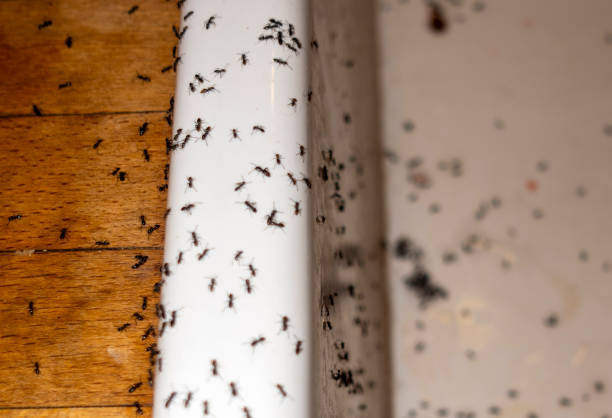 Professional Pest Control in Lake Wales, FL