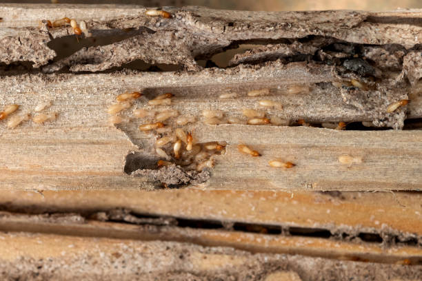 Best Commercial Pest Control Services  in Lake Wales, FL